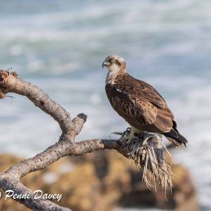 131896319_4176169132412173_7080460020905962134_n