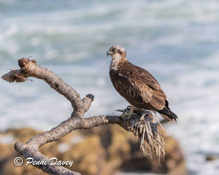 131896319_4176169132412173_7080460020905962134_n