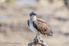 132339851_4176170012412085_5040001111159385886_n