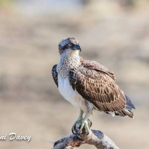 132339851_4176170012412085_5040001111159385886_n