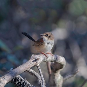 141005751_4247784351917317_1150878645548955469_n