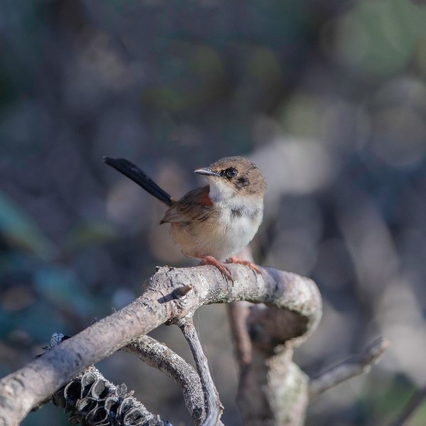 141005751_4247784351917317_1150878645548955469_n