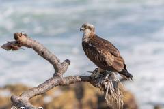 131896319_4176169132412173_7080460020905962134_n