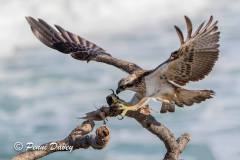 131941731_4176170142412072_9032337388650221186_n