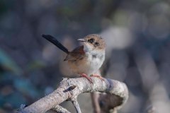 141005751_4247784351917317_1150878645548955469_n