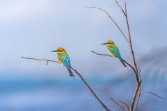 146135682_4292084360820649_3259552058146112307_n